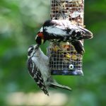Downy Woodpecker