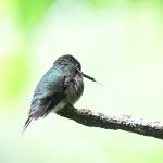 Ruby-throated Hummingbird