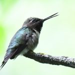 Ruby-throated Hummingbird