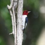 Red-headed Woodpecker