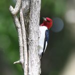 Red-headed Woodpecker