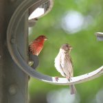 House Finch