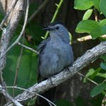 Gray Catbird