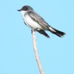 Eastern Kingbird