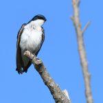Eastern Kingbird