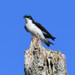 Tree Swallow