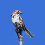 Song Sparrow