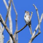 Song Sparrow