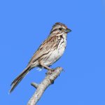 Song Sparrow