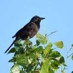 Common Grackle