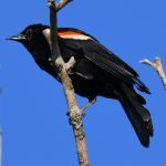 Red-winged Blackbird