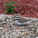 Killdeer