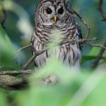 Barred Owl