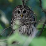 Barred Owl