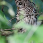 Barred Owl