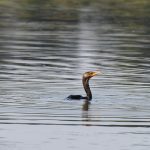 Double-crested Cormorant