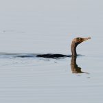 Double-crested Cormorant