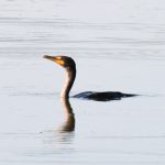 Double-crested Cormorant