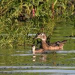 Wood Duck