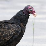 Turkey Vulture