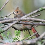 Northern Cardinal