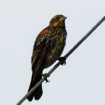 Red-winged Blackbird