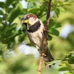 House Sparrow