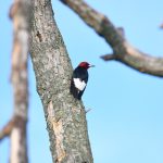 Red-headed Woodpecker