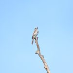 Song Sparrow
