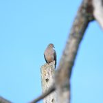 Mourning Dove