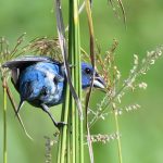 Indigo Bunting