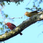 Summer Tanager