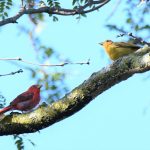 Summer Tanager