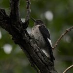 Red-headed Woodpecker (juvenile)