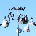 Purple Martin