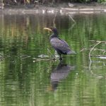 Double-crested Cormorant