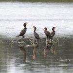 Double-crested Cormorant