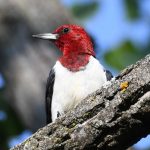 Red-headed Woodpecker