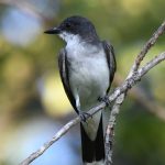 Eastern Kingbird