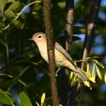 Warbling Vireo