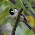 Black-capped Chickadee
