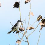 Eastern Kingbird
