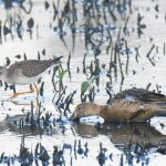Lesser Yellowlegs