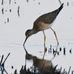 Lesser Yellowlegs