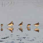 Stilt Sandpiper