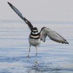 Killdeer