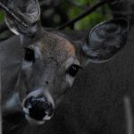 White-tailed Deer