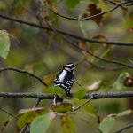 Downy Woodpecker