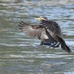 Double-crested Cormorant