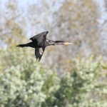 Double-crested Cormorant